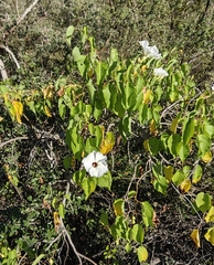 Ipomoea pauciflora
