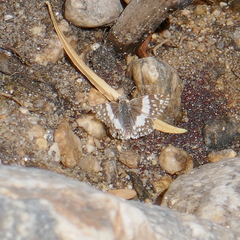 Heliopetes domicella