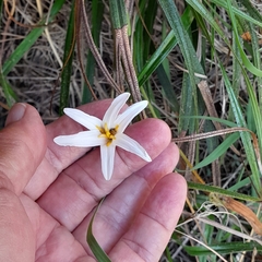 Xerophyta schlechteri