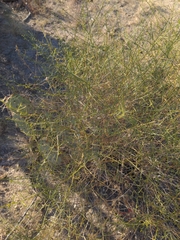 Baccharis