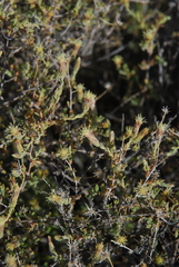 Brickellia frutescens