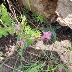Syncolostemon