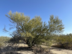 Parkinsonia florida