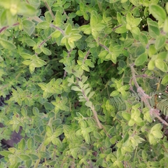Syncolostemon