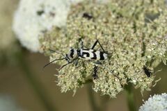 Chlorophorus varius