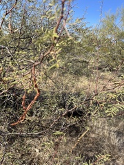 Vachellia constricta