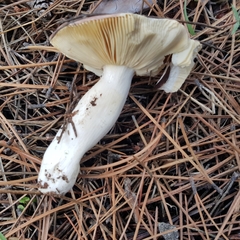 Russula turci