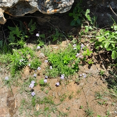 Chaenostoma floribundum