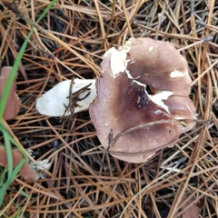 Russula turci