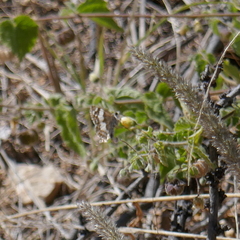 Heliopetes domicella