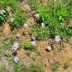 Chaenostoma floribundum