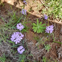 Chaenostoma floribundum