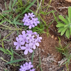 Chaenostoma floribundum