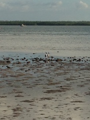 Ephippiorhynchus asiaticus