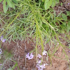 Chaenostoma floribundum