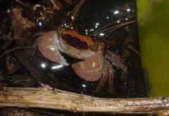 Sesarmidae