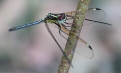 Hemistigma albipunctum