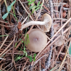 Clitocybe metachroa