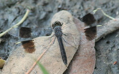 Brachythemis leucosticta