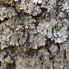 Physconia enteroxantha