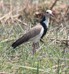 Vanellus crassirostris