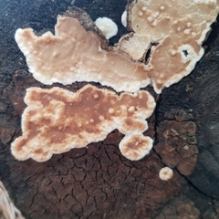 Dacryobolus karstenii