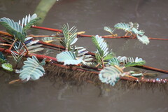 Aeschynomene fluitans