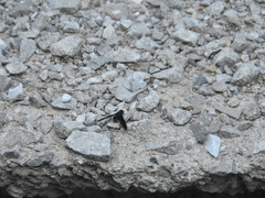 Anthrax aterrimus