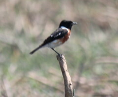 Saxicola torquatus