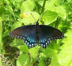 Limenitis arthemis arizonensis
