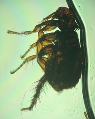 Cediopsylla simplex