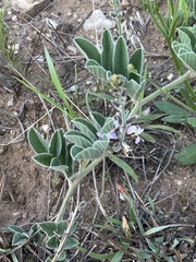 Ophrestia oblongifolia