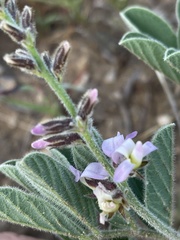 Ophrestia oblongifolia