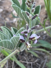 Ophrestia oblongifolia