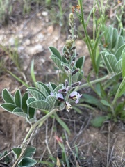 Ophrestia oblongifolia