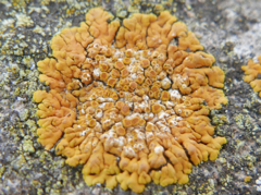 Teloschistaceae