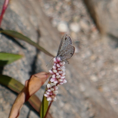 Hemiargus ceraunus