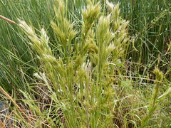 Andropogon glomeratus