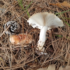 Leucopaxillus