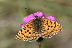 Melitaea trivia