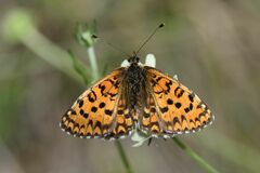 Melitaea trivia