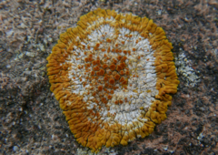 Teloschistaceae