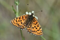 Melitaea trivia