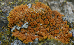 Teloschistaceae