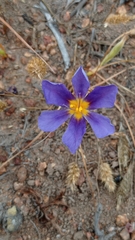 Calydorea xiphioides