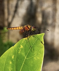 Aethriamanta brevipennis