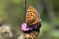 Melitaea trivia