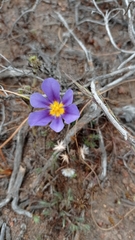 Calydorea xiphioides