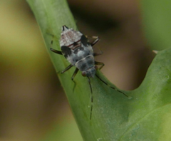 Deraeocoris flavilinea