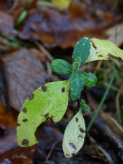 Lonicera periclymenum